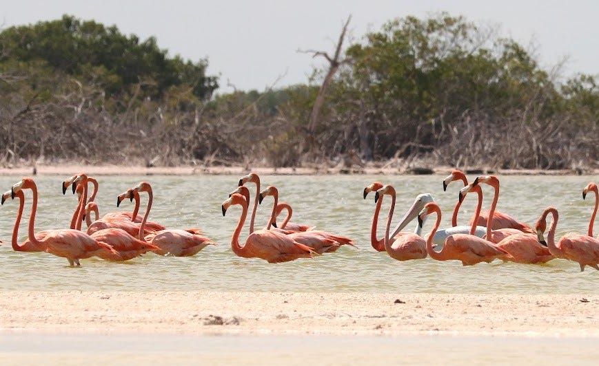 Flamingos in Progreso, Mexico. All photos by the author (or an author’s family member).
