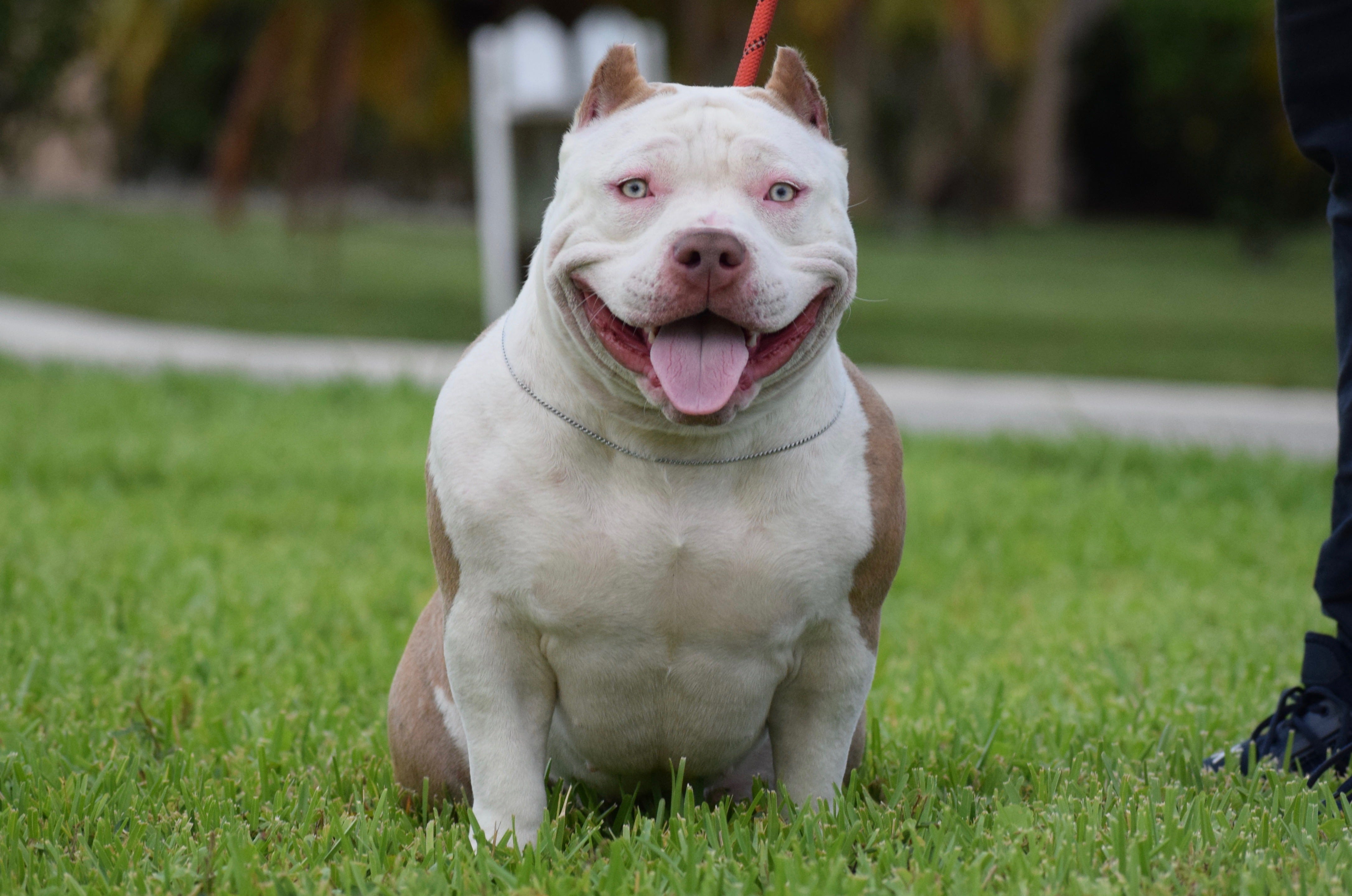 The Lilac Tri Colored Pocket American Bully, by BULLY KING Magazine, BULLY KING Magazine