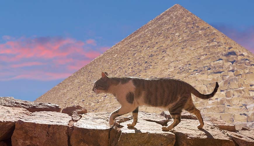 Why was the cat so valued in ancient Egypt? by Sam Azgor Jan, 2023