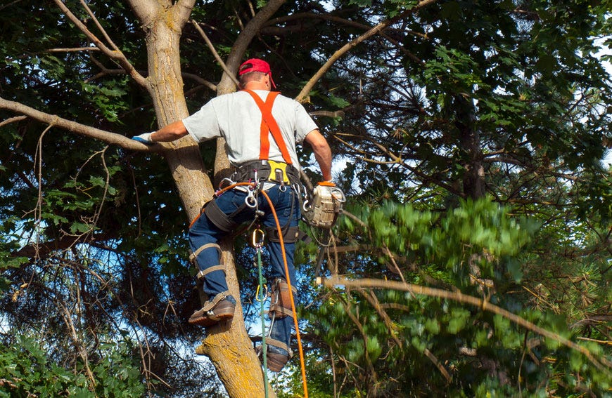 When Arborists Should Use Tree Climbing Spikes