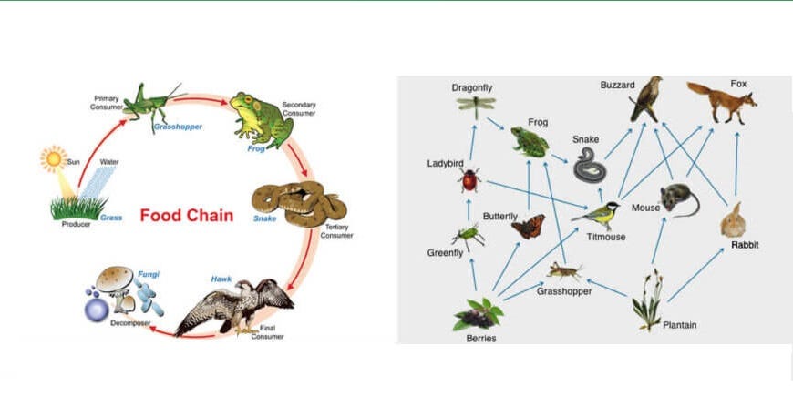 Difference between Food Chain and Food Web | by Learn with Ellis Nelson |  Medium