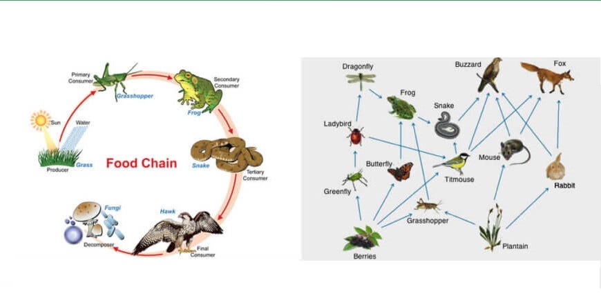 Rainforest Ecosystem Food Web