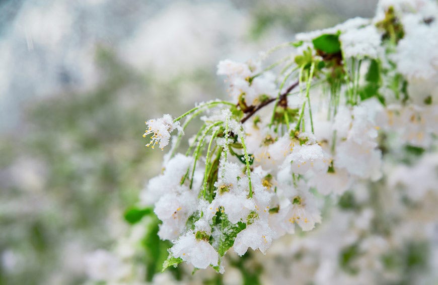 How to Protect Fruit Trees From a Late Spring Freeze by Five Star