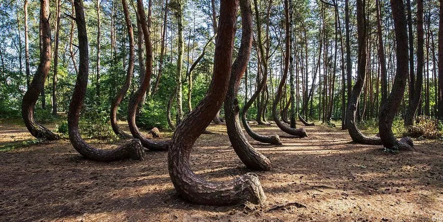 Stories from the Baciu Forest. Strange phenomena that took place in the forest.