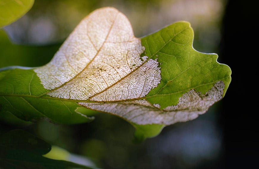 How To Protect Your Trees From Oak Wilt by Five Star Tree Services