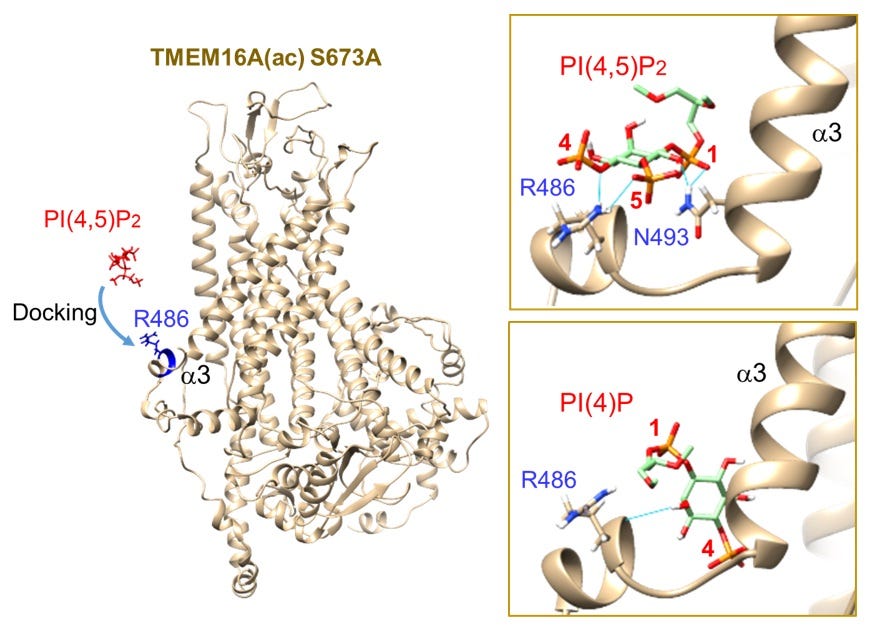Modulating cells’ chloride channels