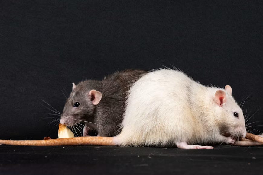Effective Rat Control and Wildlife Removal Solutions in Lake County