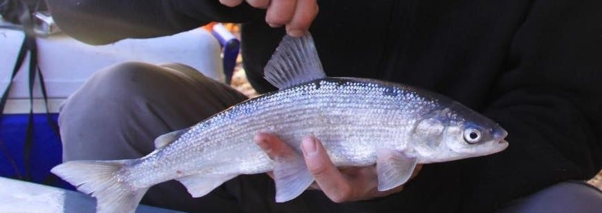 Made in Alaska: Bering Cisco. How Alaska's only endemic fish found