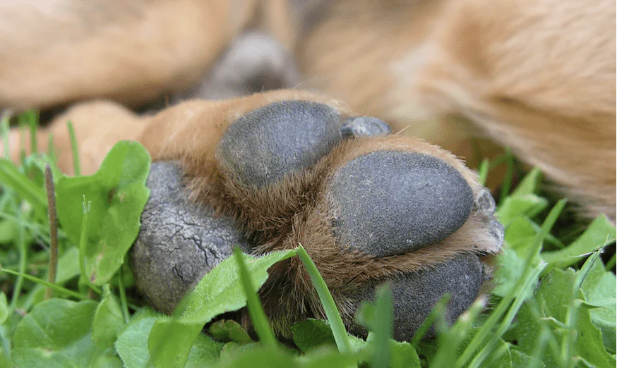 How can I heal cracked dog paws?. Paws are tough and almost like built