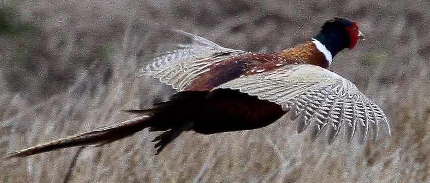 Pheasant vs Chicken: The Key Differences - A-Z Animals