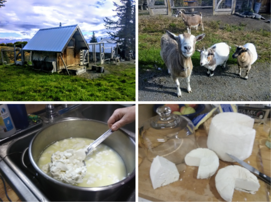 Using Wildflowers in Cheese Making