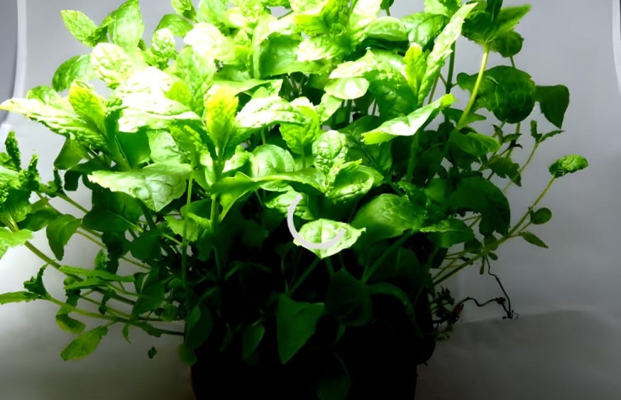 Why Are My Mint leaves turning yellow? — Leaflearns (2024) by