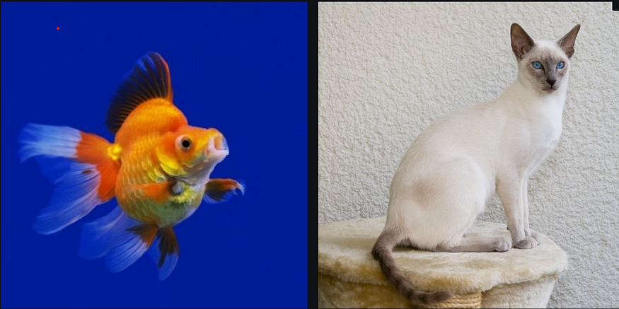 Generating Adversaries for CNNs: My Cat Is a Goldfish, so Don’t Tax It.
