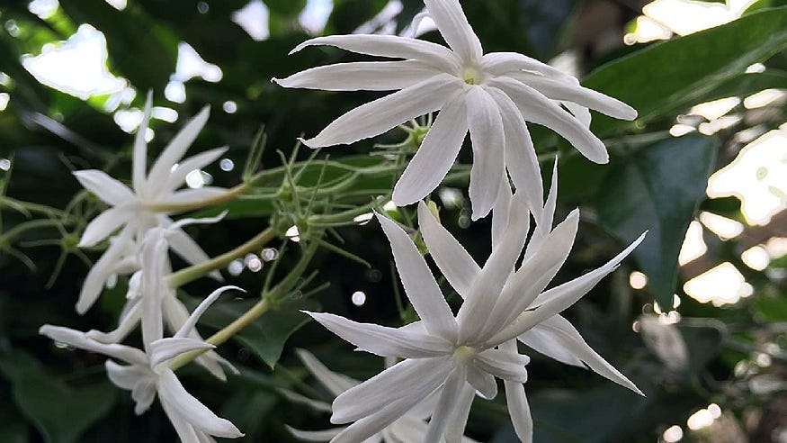 Jasmine Flowers and New Growth