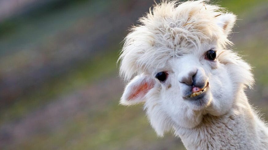 Meta Releases LLaMA: Will It Fail Too?