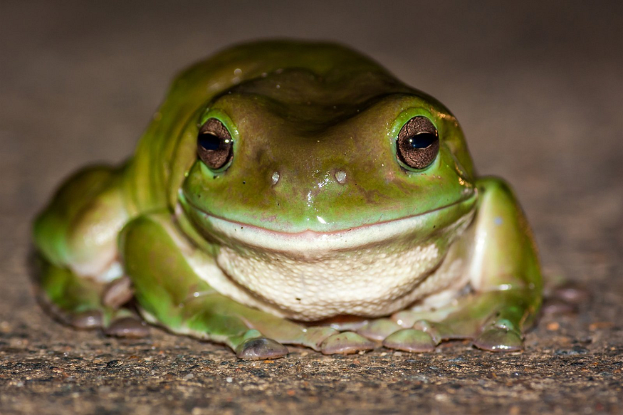 Improving Performance and Explainability of Zero-Shot CLIP | by Alexey Kravets | Nov, 2023