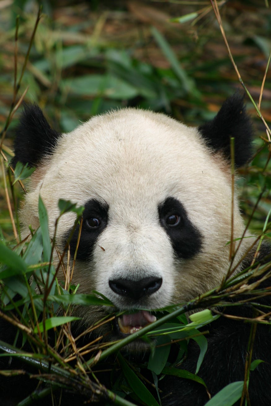 Python Pandas vs. Dask DataFrames: A Comparative Analysis