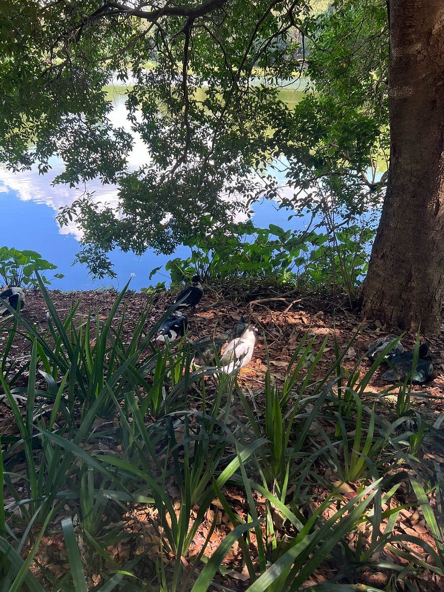 Imagens do Parque da Aclimação, na região sul de São Paulo. Foto: Nicholas Mello