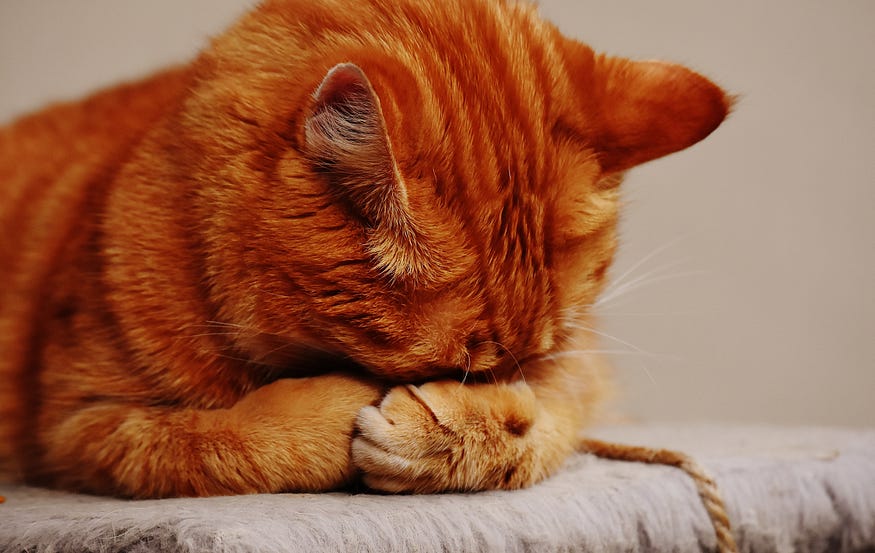kedilerde depresyon