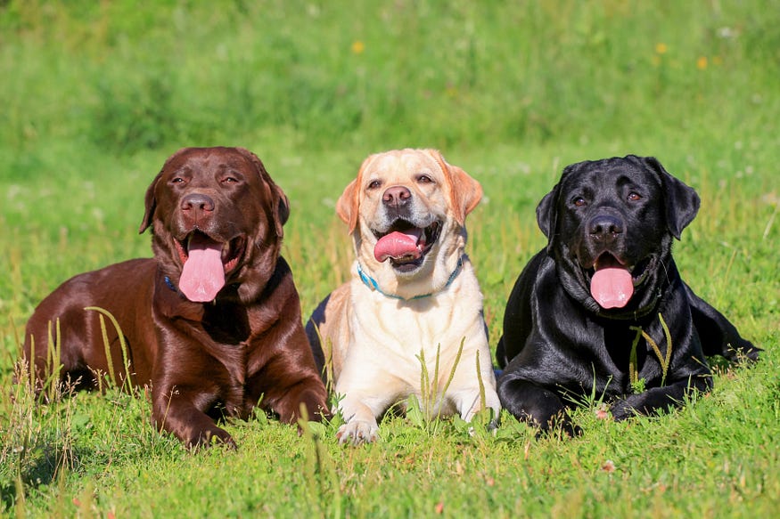 Labrador Retriever dog is in the picture