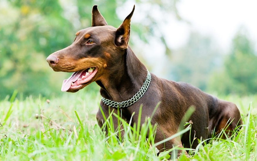 Doberman dog is in the picture