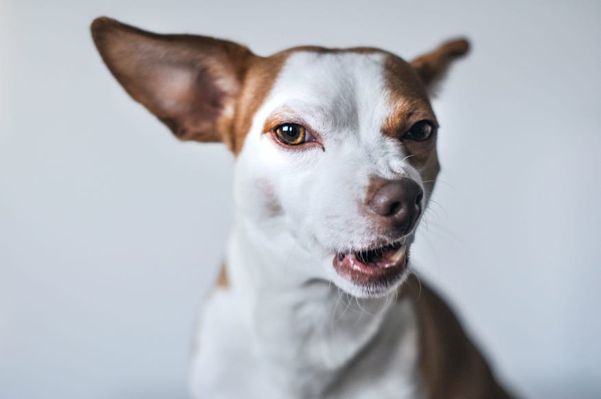 köpeklerde öfke, hırlama, agresyon