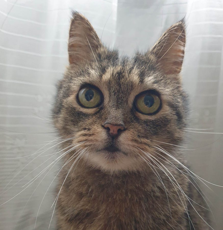 There is a very pretty 18 year old cat in this picture called Teica