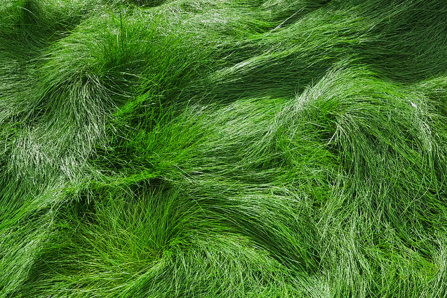 Types of Fine Fescue Grass, Pros And Cons of Fine Fescue Grass