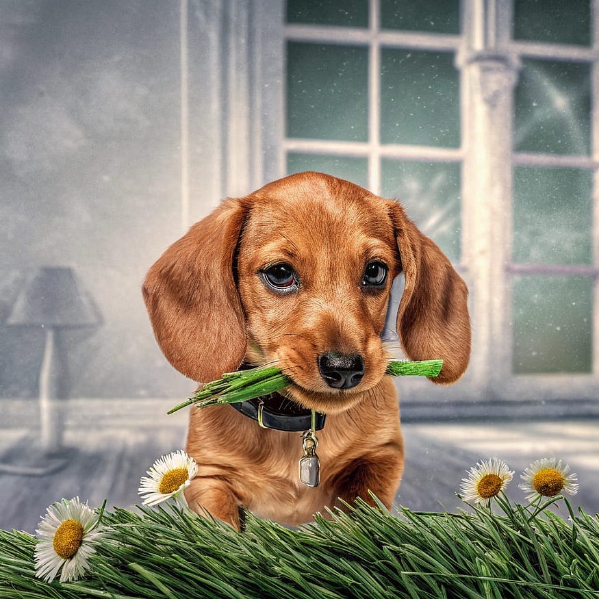 Cute little puppy nibbling grass in a green clearing