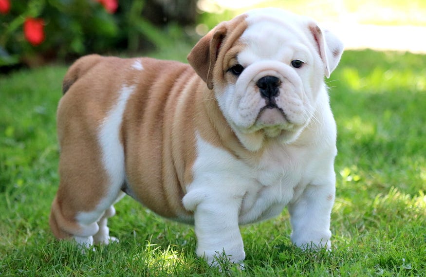 English Bulldog is in the picture