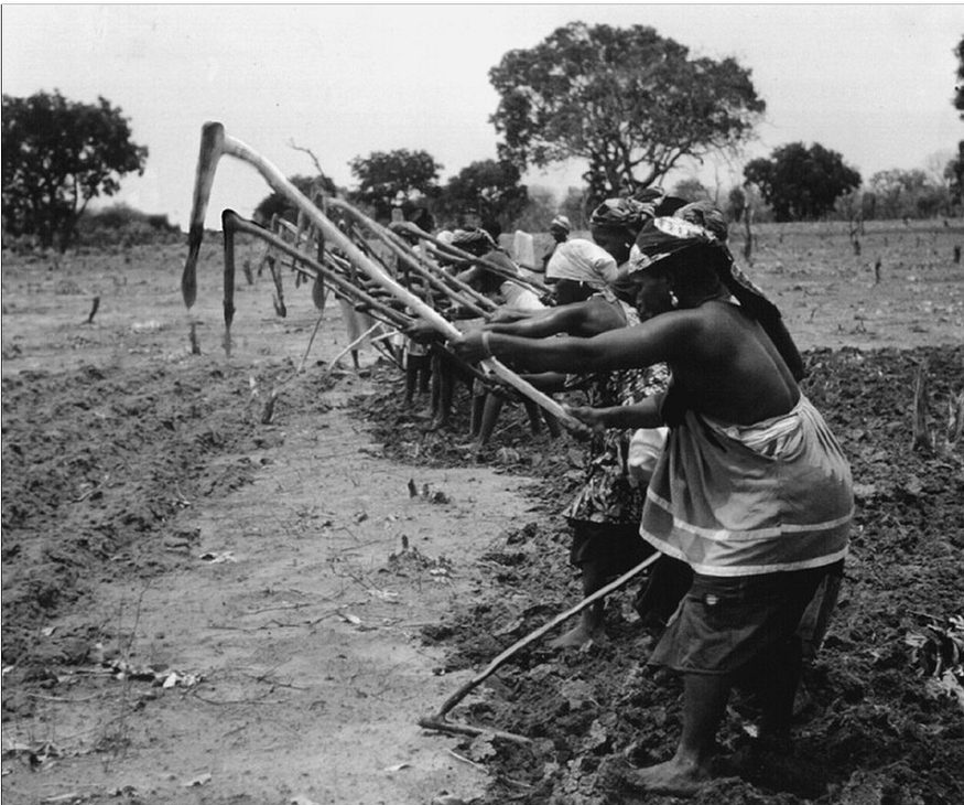 A black and white image of multiple Mandinka women in The Gambi apreparing a rice field with large tools