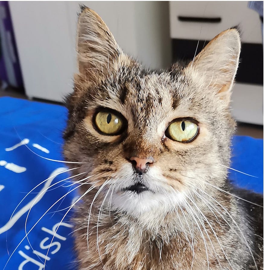 There is a very pretty 18 year old cat in this picture called Teica