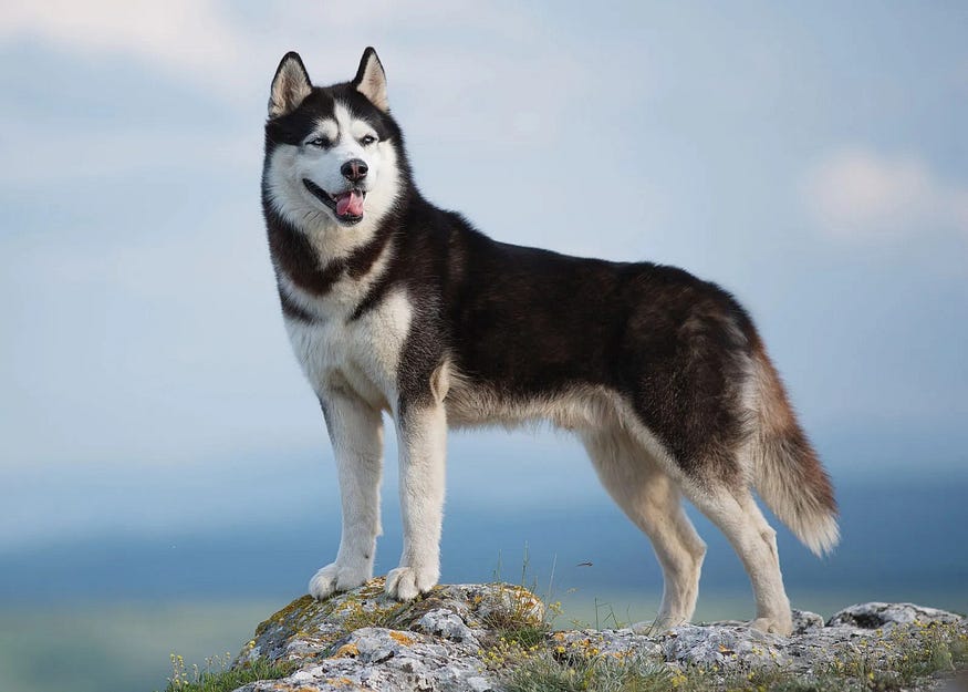 Siberian Husky dog is in the picture