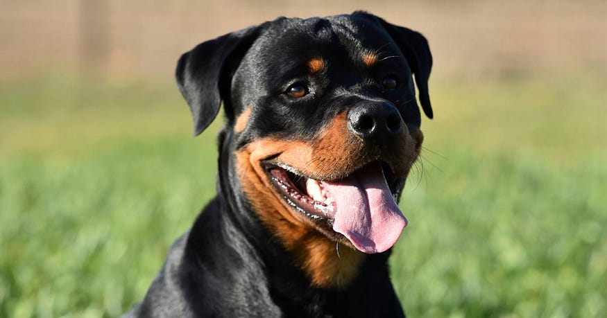 Rottweiler dog is in the picture