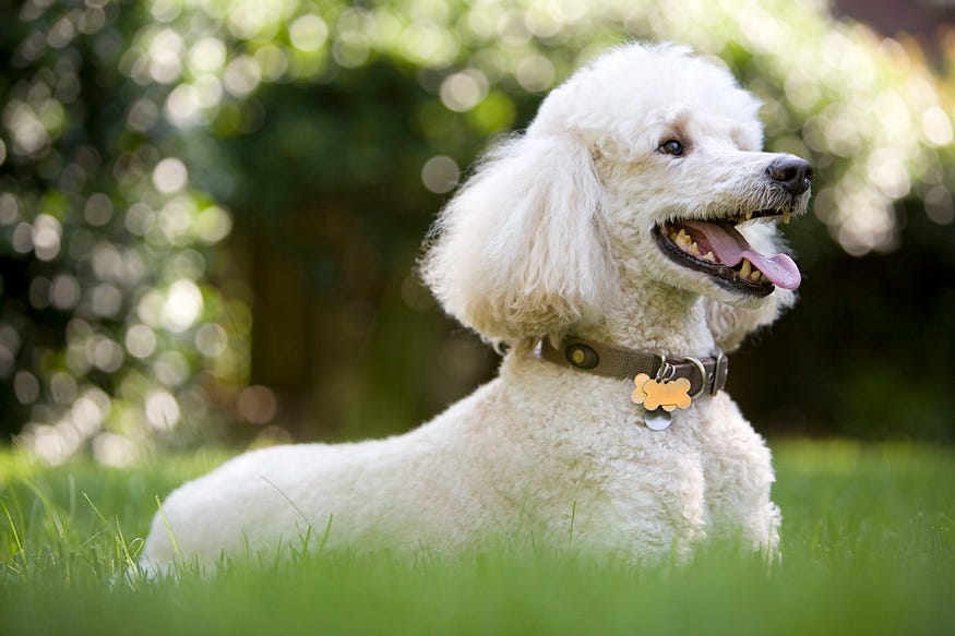 Poodle dog is in the picture