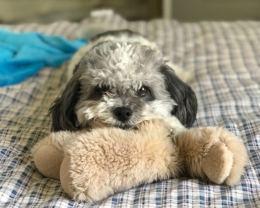 köpeklerde sinirlilik