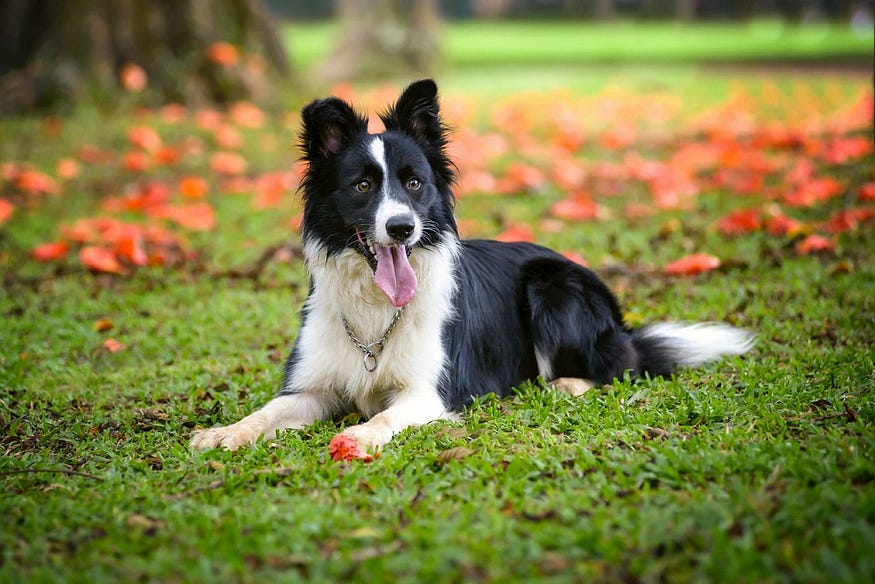 Border Collie dog is in the picture