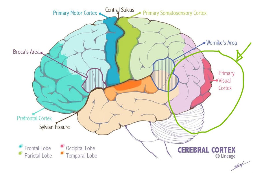 Image of the human brain, illustrating the position of the visual cortex