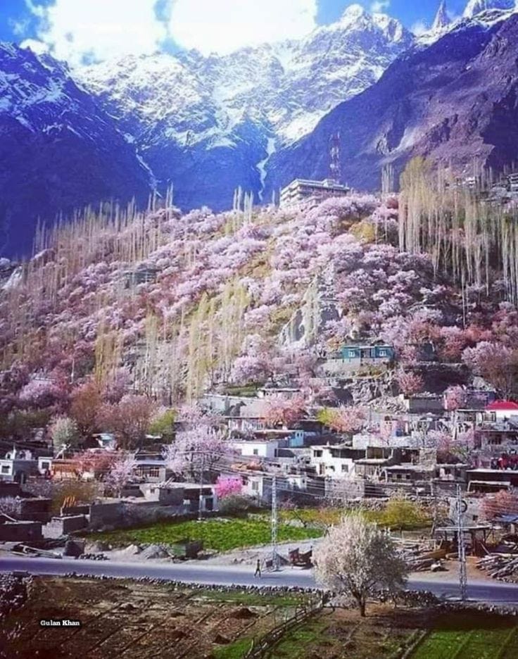 Hunza Blossom Tour-https://hunzaadventuretours.com/tour/hunza-valley-cherry-blossom-tour/