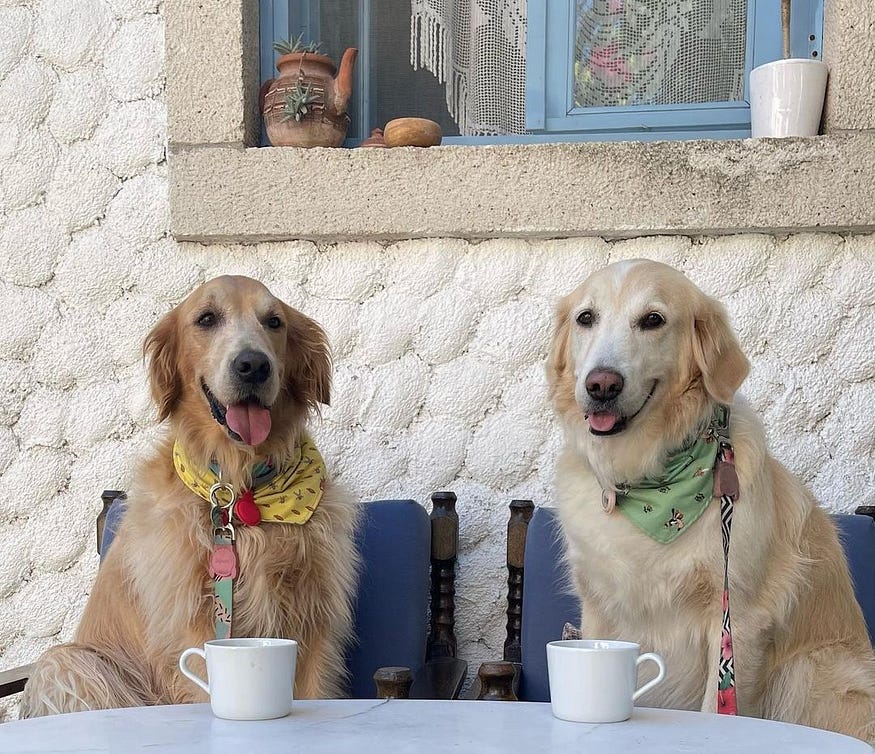 golden retriever