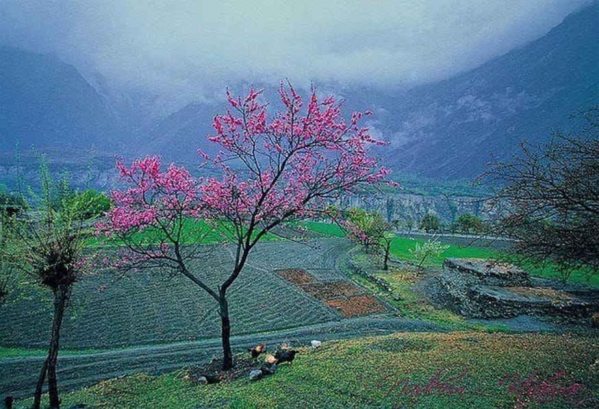 https://hunzaadventuretours.com/tour/north-pakistan-cherry-blossom-tour/