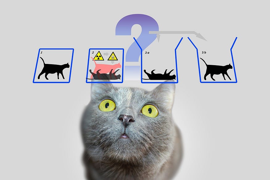 What Is the Connection Between a World Model, Schrödinger’s Cat, and Neural Networks?