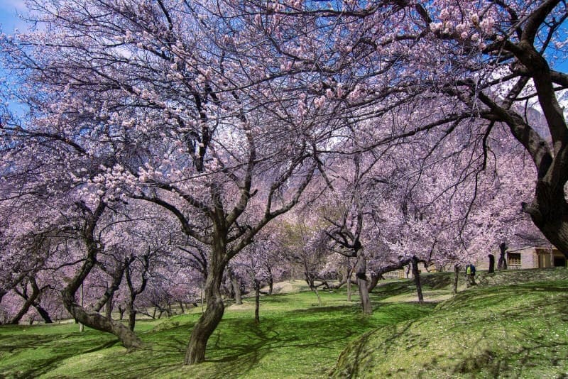 Hunza cherry blossm-https://hunzaadventuretours.com/tour/pakistan-spring-blossom-tour/