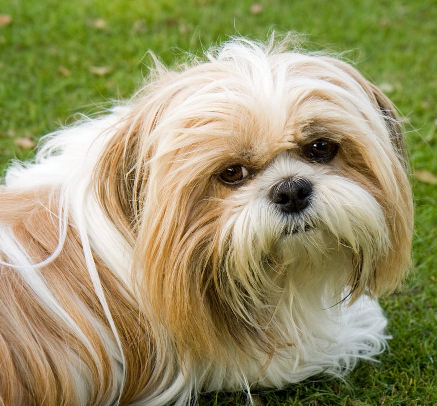 Shih Tzu dog is in the picture