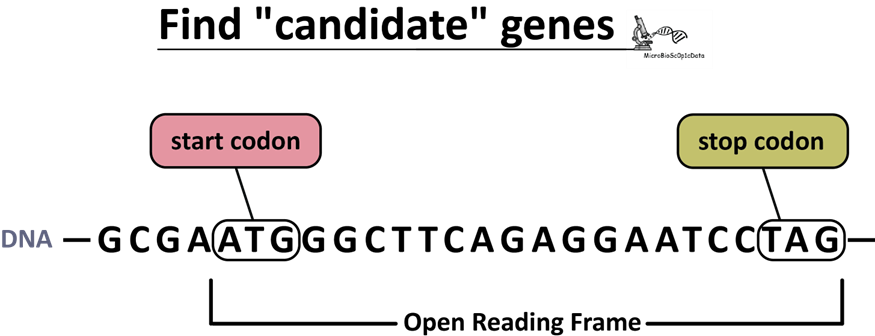 Find “candidate” genes using Python | by MicroBioscopicData (by ...