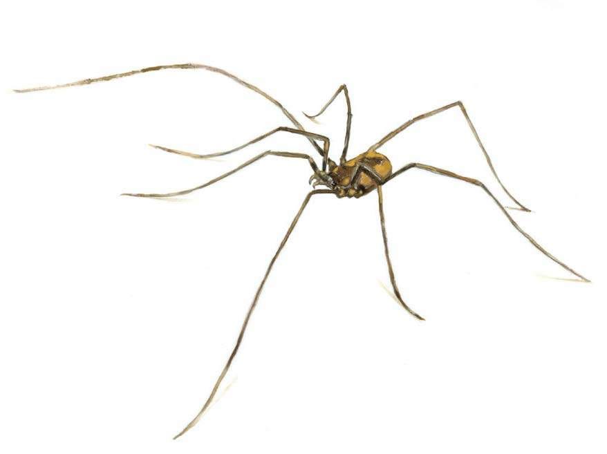 Bathroom Spiders. At the end of the day, we kill those… by Lucy Medium