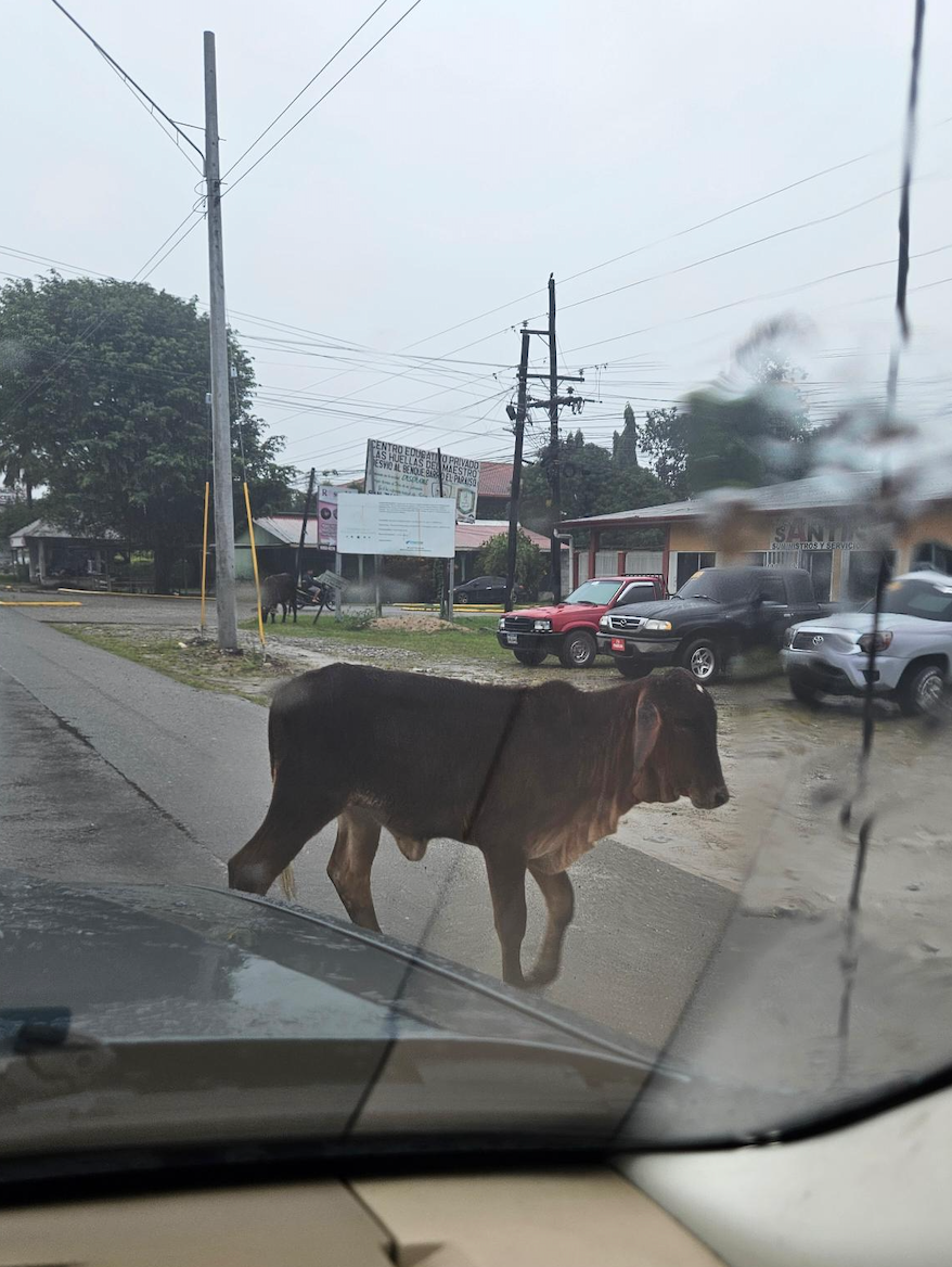 Cow crossing the road in La Ceiba, Honduras