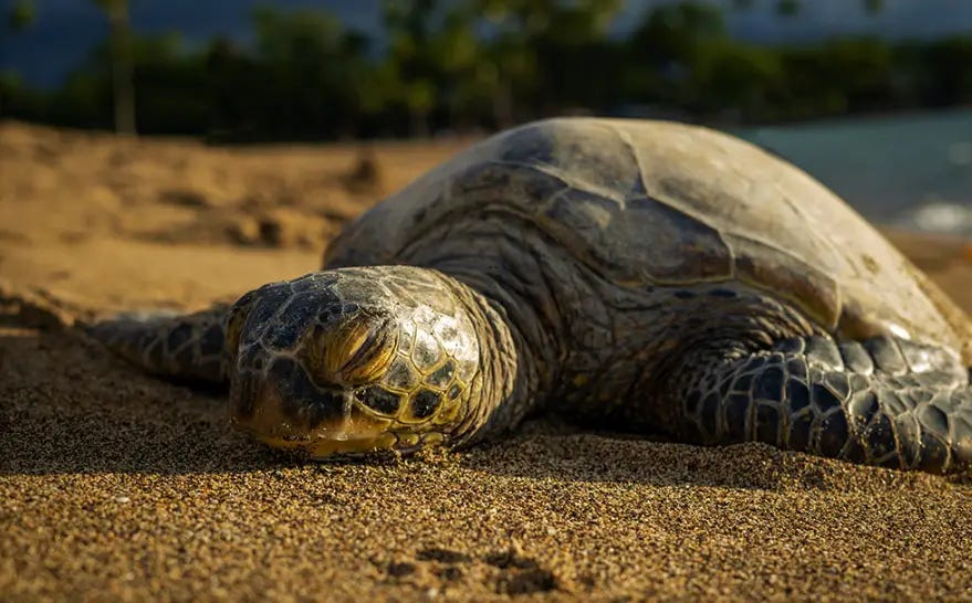 How do Sea Turtles Sleep? — The Diving Response by Discover Creatures