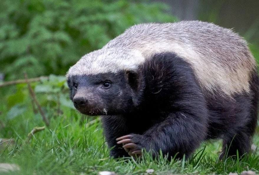 The honey badger is listed in the Guinness Book of Records as the most
