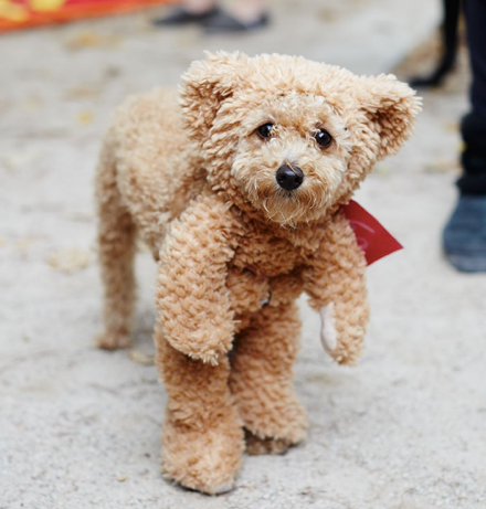 Dog teddy costume clearance